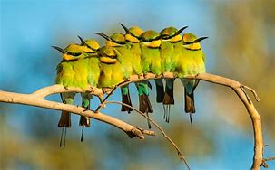 birds of a feather flock together